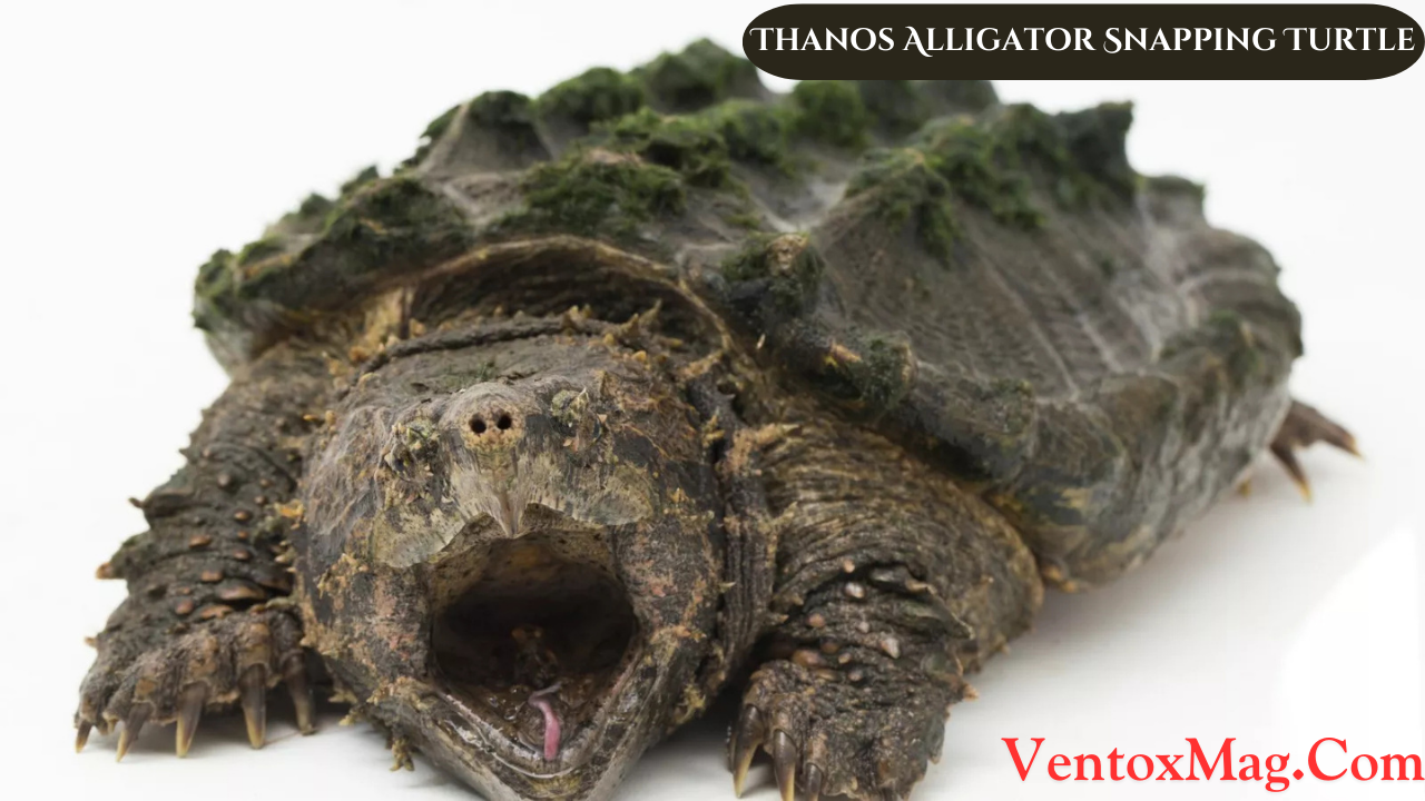 Thanos Alligator Snapping Turtle