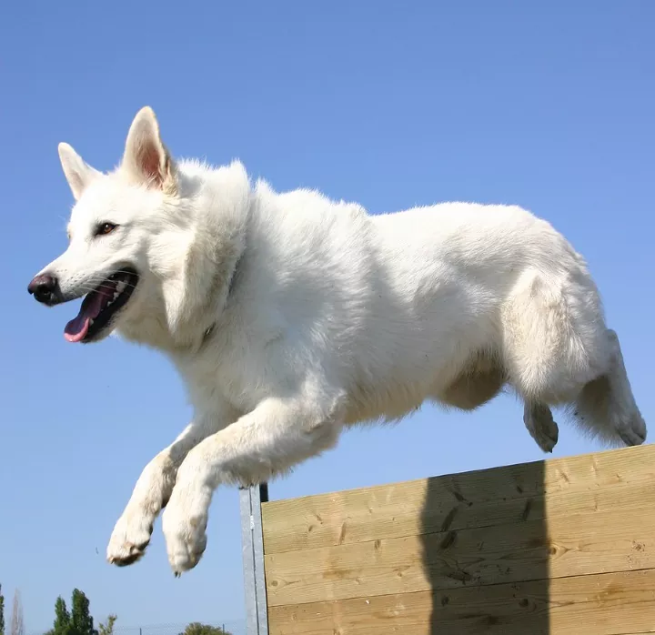 White German Shepherd