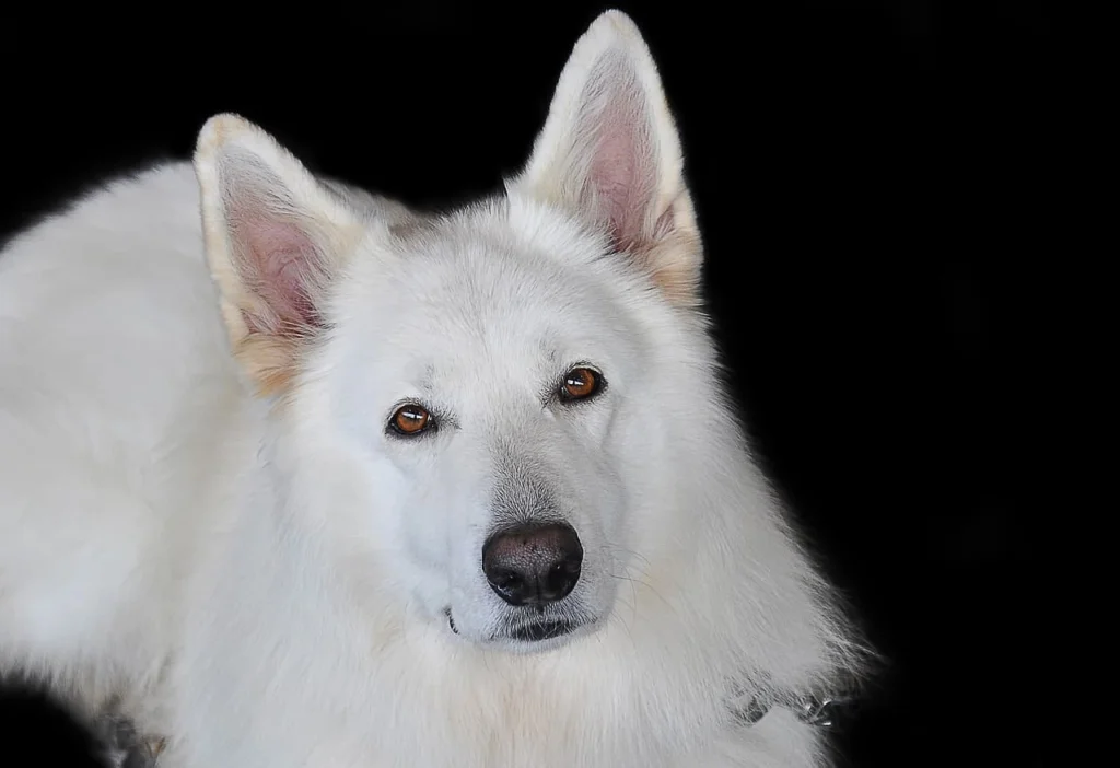 White German Shepherd