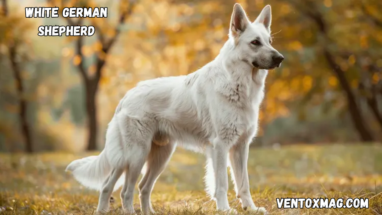 White German Shepherd