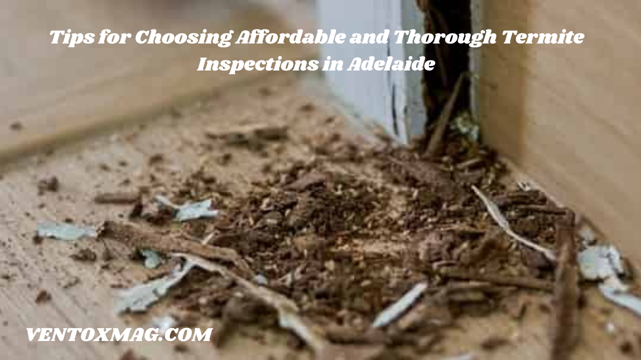 Tips for Choosing Affordable and Thorough Termite Inspections in Adelaide